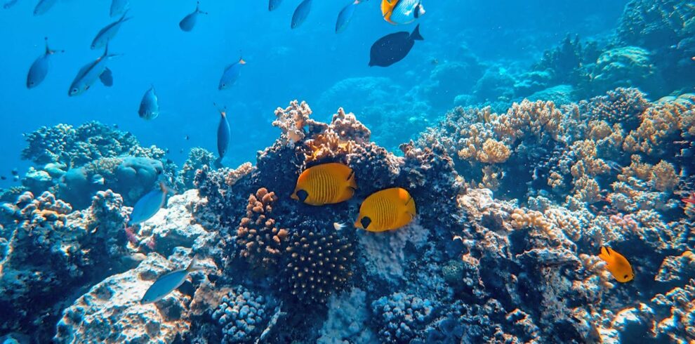 Marsa Alam hobitours travel eg (7)